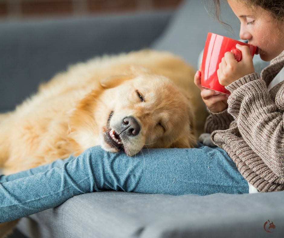 Golden retriever endormi sur les jambes dâun enfant, moment de confort et de confiance