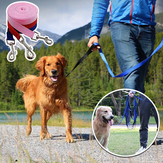 Golden retriever qui marche au pied avec une longe pour chien durable