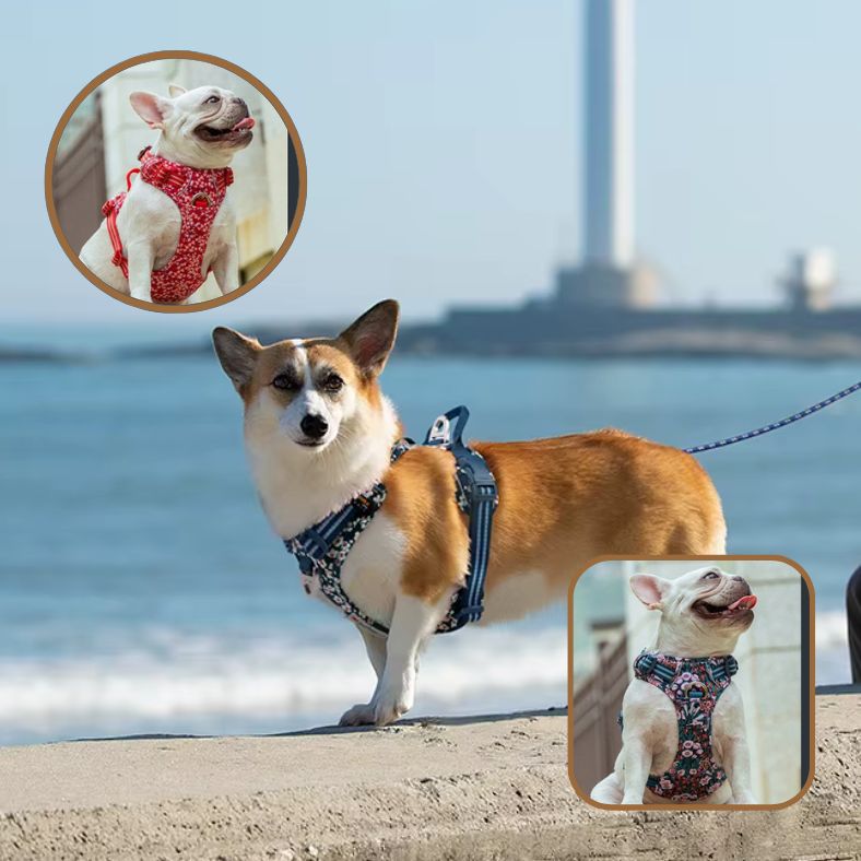 Harnais anti traction chien offrant maintien et sécurité renforcés