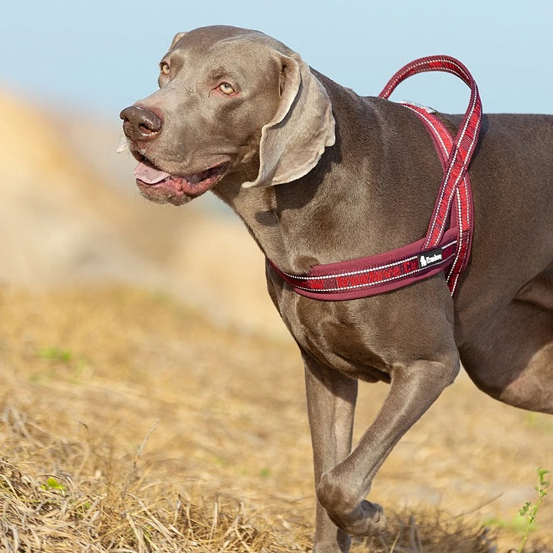 Harnais anti traction pour chien en bordeaux et noir en extérieur