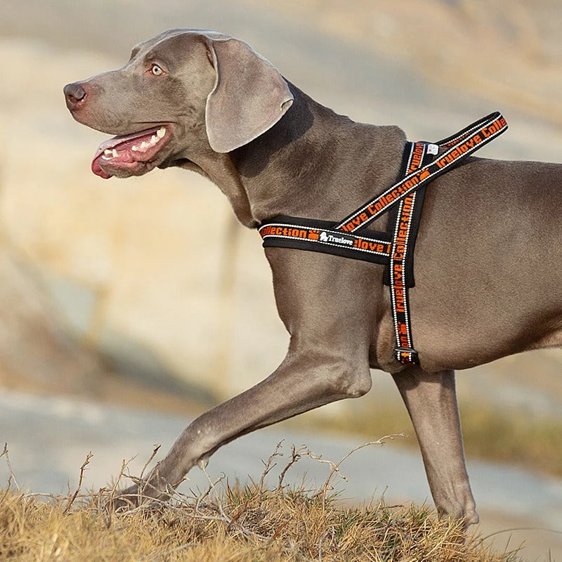 Harnais anti traction pour chien en orange ajustable en nylon
