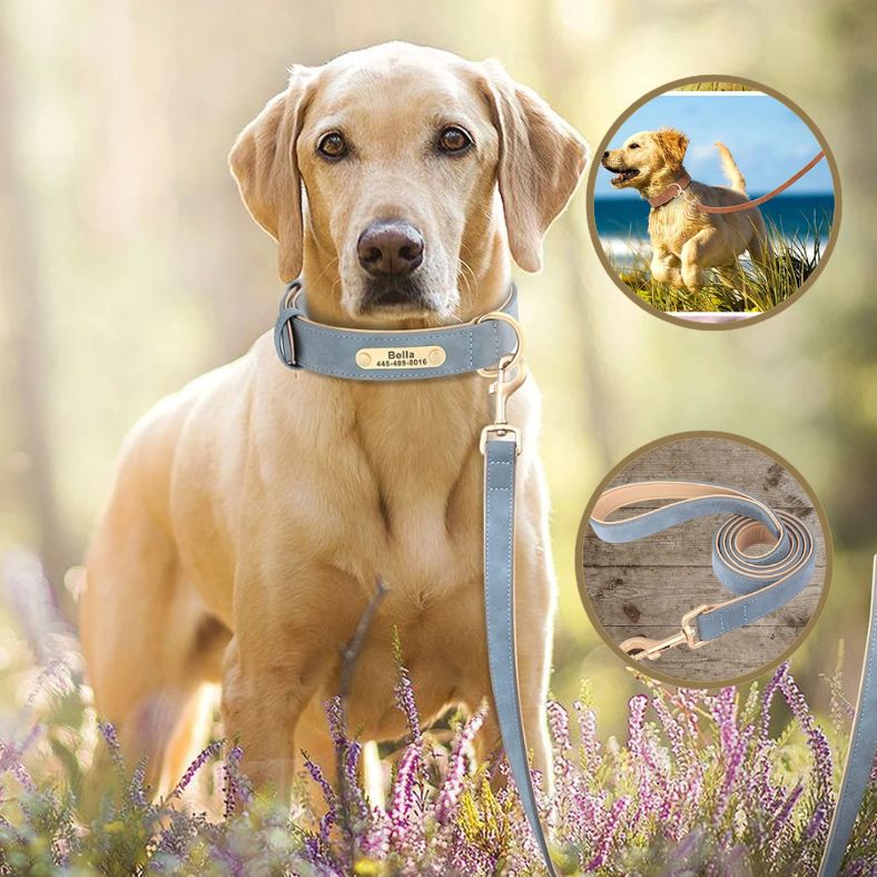 Laisse chien | NobleTail ™ - Annie - Mo
