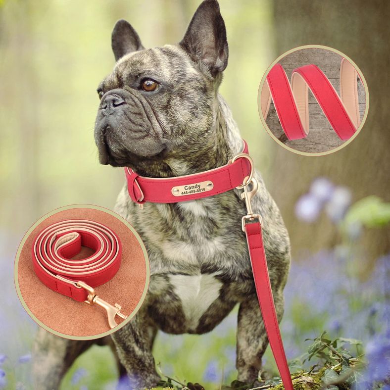 Laisse chien | NobleTail ™ - Annie - Mo