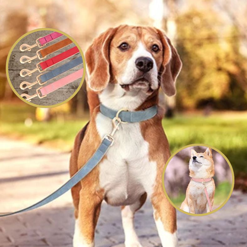 Laisse chien | NobleTail ™ - Annie - Mo