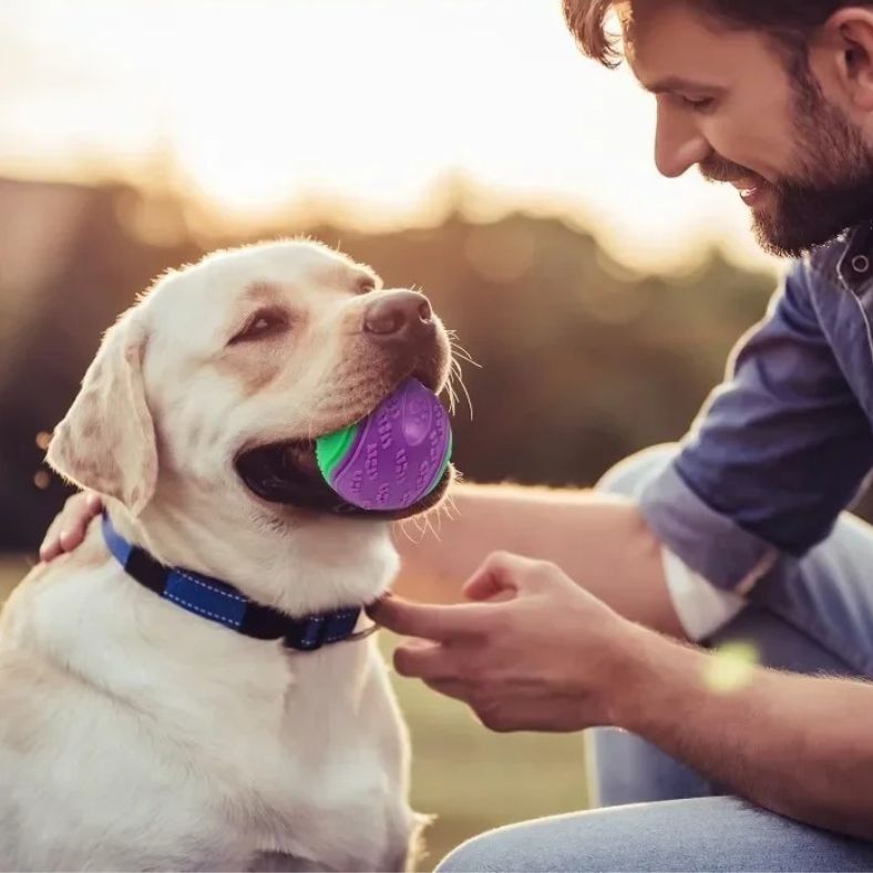 Moment complice entre un maĂźtre et son chien avec une balle pour chien