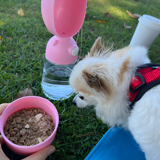 Petit chien buvant depuis une gourde pour chien multifonction