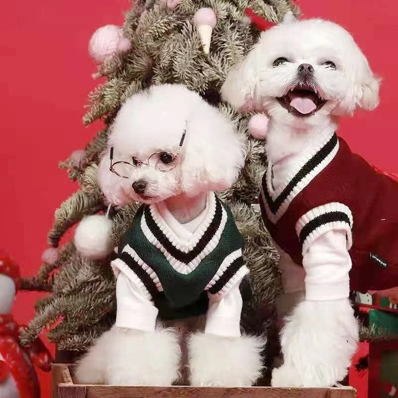 Pull pour chien assorti, duo parfait pour petits compagnons