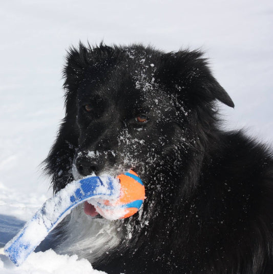 Balle-pour-chien-Ultra-Tug-Chuckit-plaisir-de-mon-chien