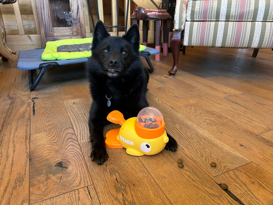 Falco utilisant une gamelle anti glouton interactive en forme de canard jaune à la maison