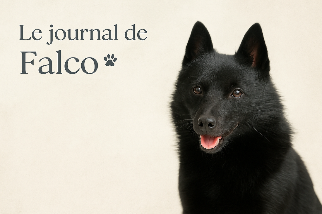Journal de Falco souriant
