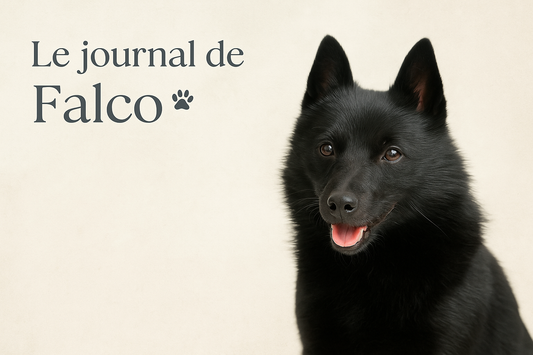 Journal de Falco souriant