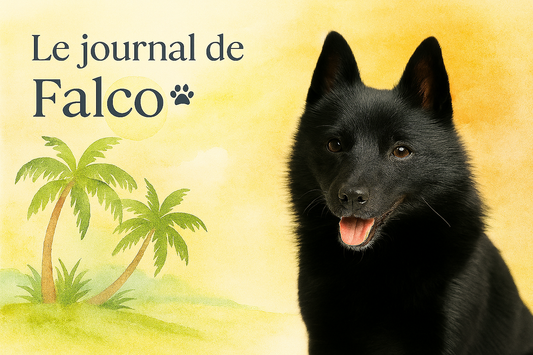 Journal de Falco sous le soleil