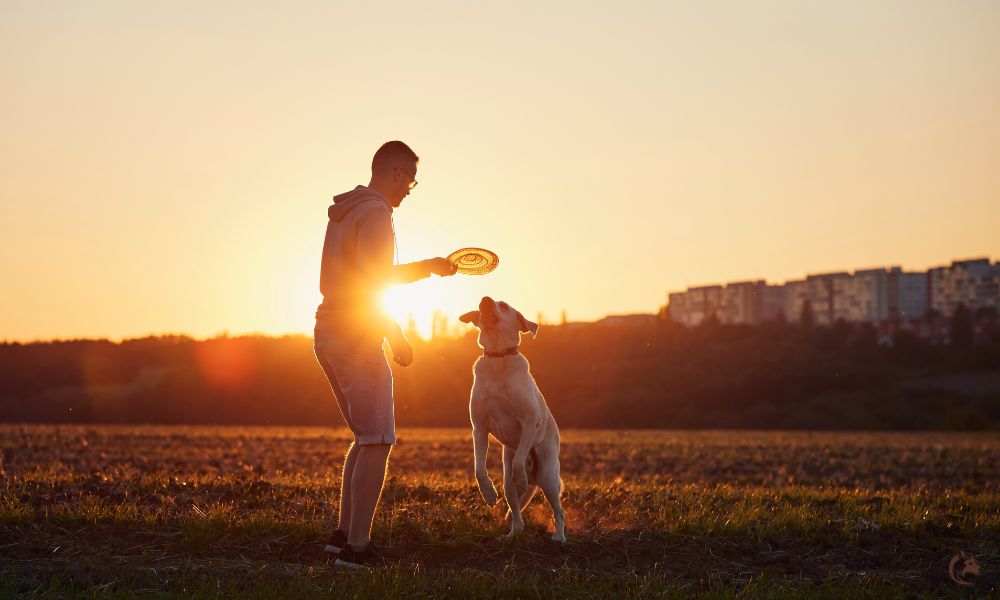 Chien jouant au frisbee chien au coucher du soleil : complicité, bonheur et partage
