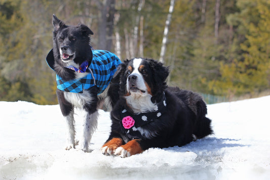 deux chiens portant des manteaux d’hiver dans un décor enneigé