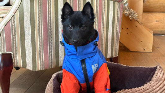 Jeune Schipperke essayant un manteau pour chien bleu et orange beaucoup trop grand.