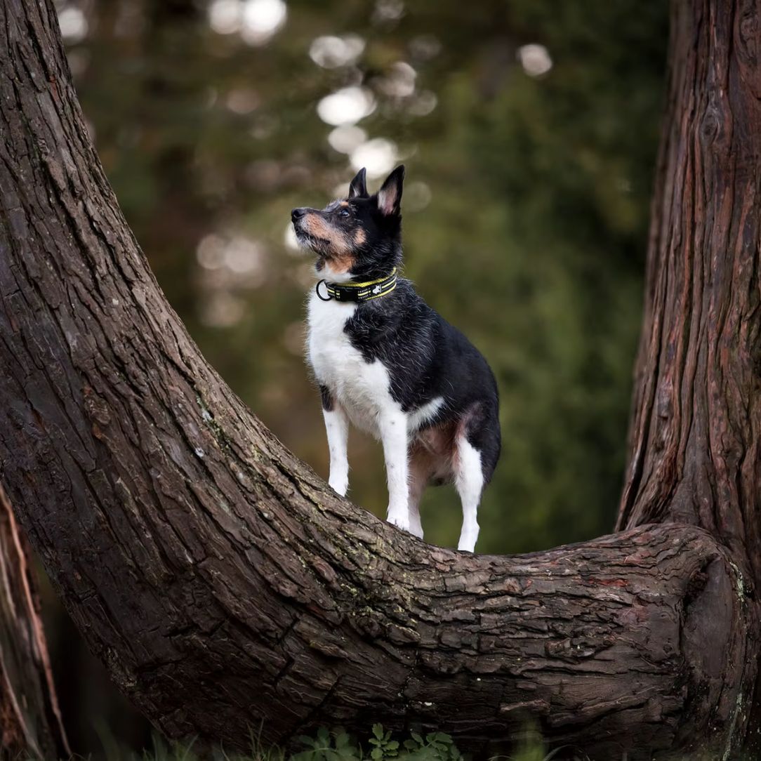 Promenade avec votre chien : les accessoires indispensables - Annie-Mo