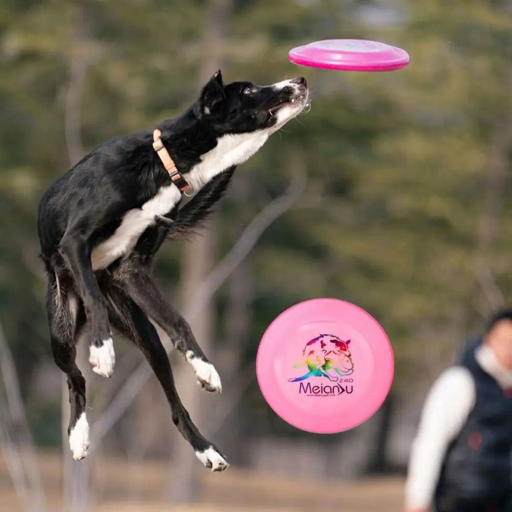 Border Collie joyeux bondissant dans les airs pour rattraper son frisbee chien
