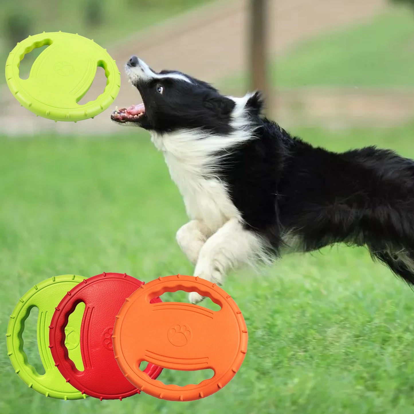 Border Collie sautant pour attraper son frisbee chien