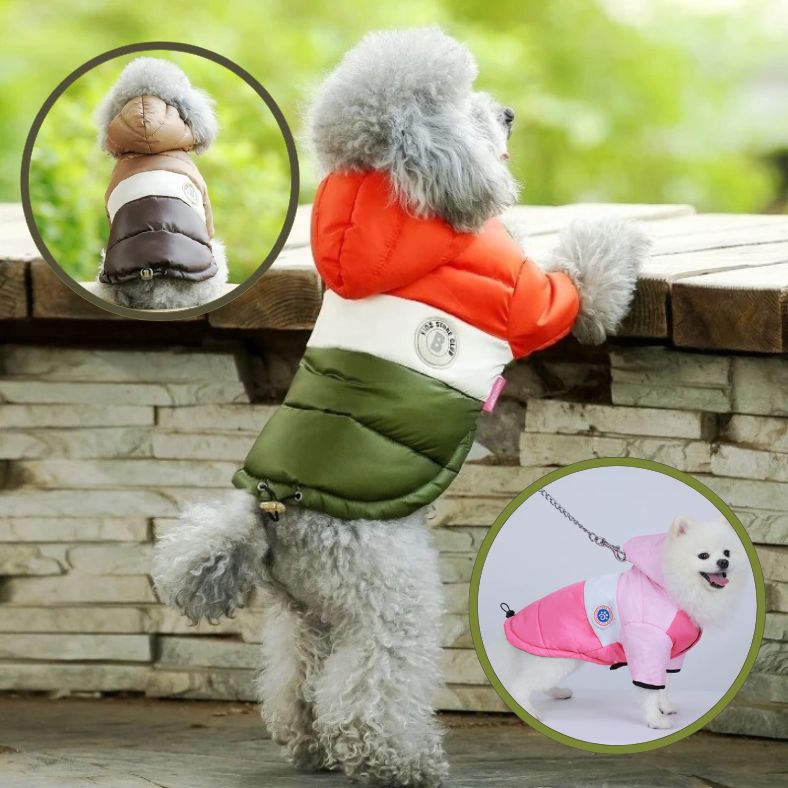 Caniche en manteau chien hivernal protection maximale