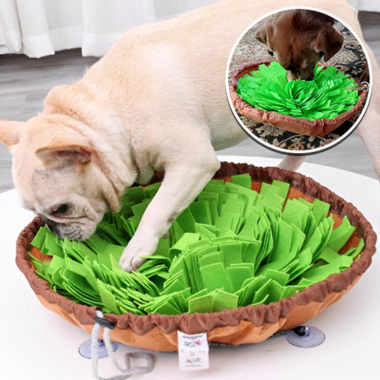 Carlin utilisant le tapis de fouille chien pour récupérer les croquettes