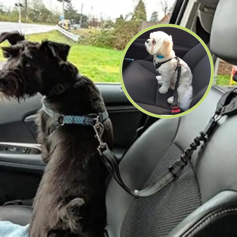 Ceinture de sécurité pour chien à utiliser avec harnais