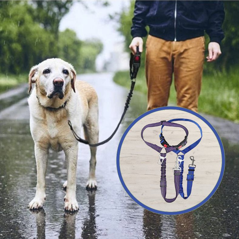 Ceinture de sécurité pour chien ajustable et multiusage