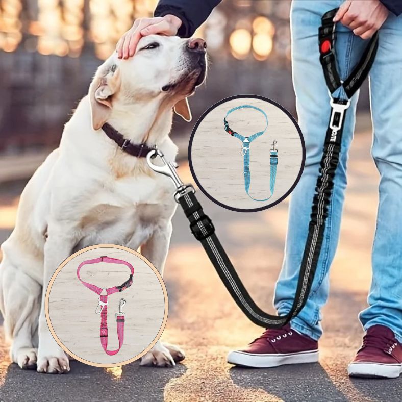 Ceinture de sécurité pour chien avec mousqueton 360