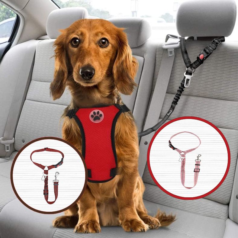 Ceinture de sécurité pour chien fixée à l’appui tête