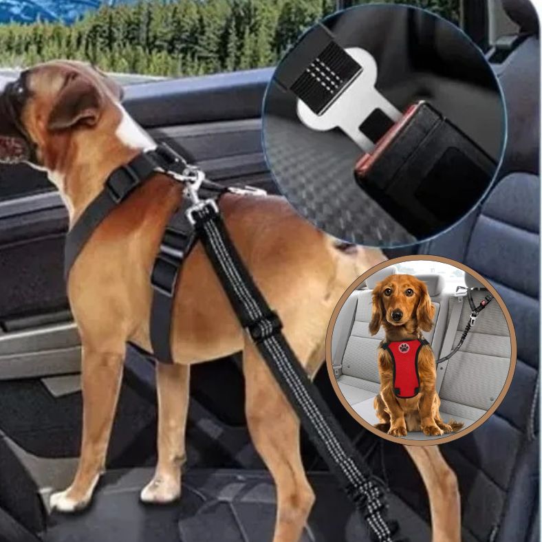 Ceinture de sécurité pour chien fixée à la ceinture