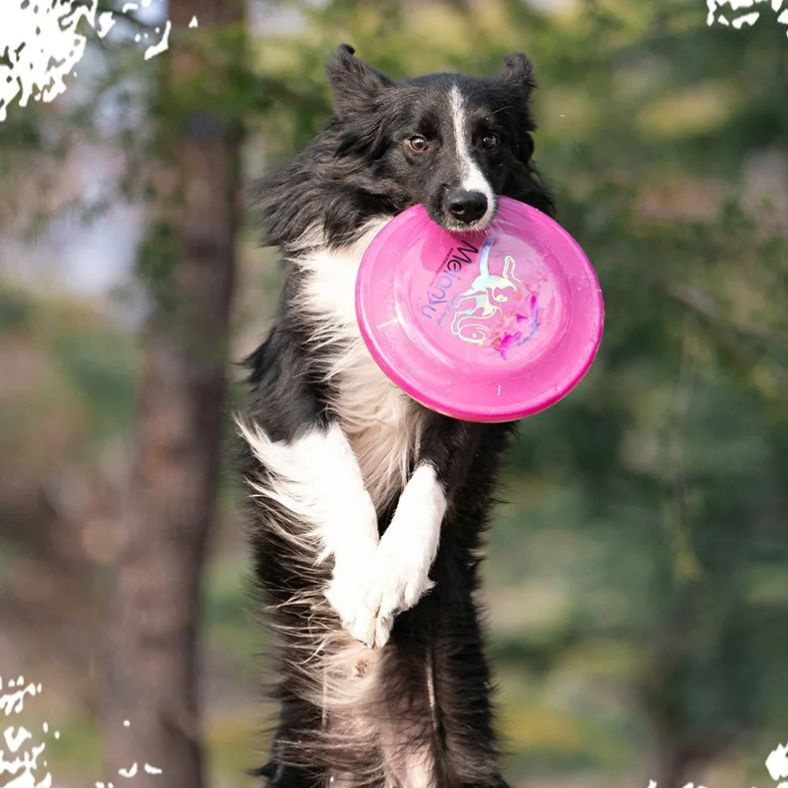 Chien à la verticale dans les airs avec son frisbee chien