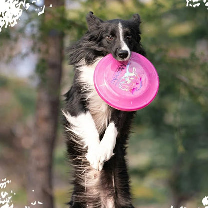Chien à la verticale dans les airs avec son frisbee chien