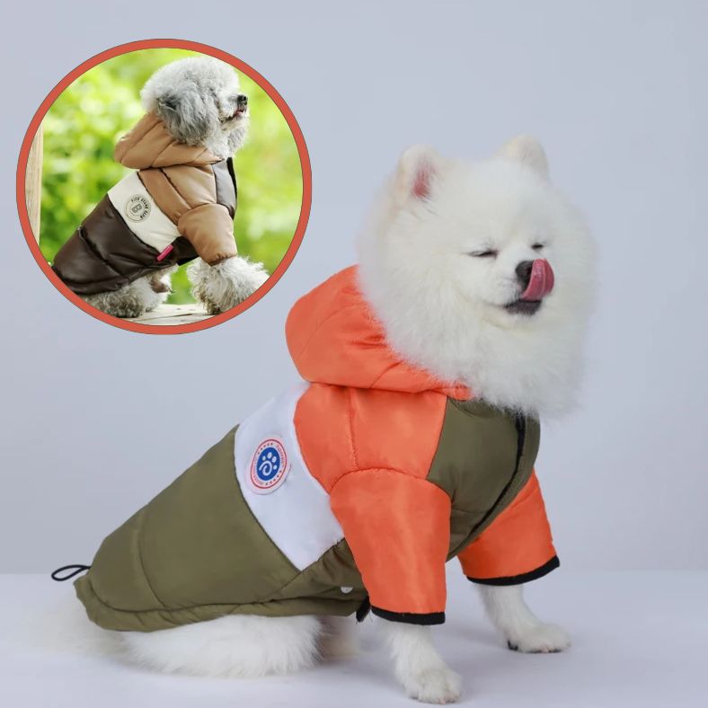 Chien avec manteau chien doux et isolant contre le froid et la neige