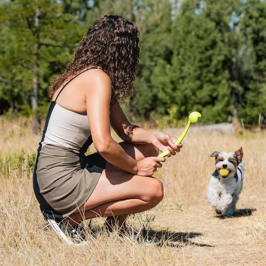 Chien courant avec une balle du lanceur de balle pour chien dans la gueule