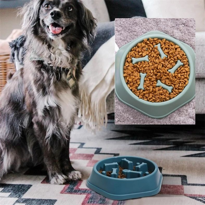 Chien détendu pendant le repas grâce à une gamelle anti glouton qui réduit le stress