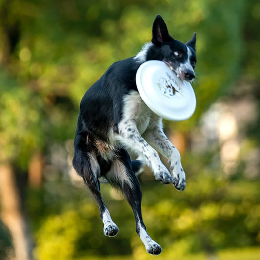 Chien-joyeux-bondissant-pour-rattraper-son-frisbee-chien-en-plein-vol
