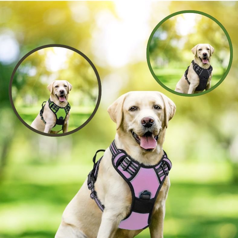 Chien prêt pour l’aventure avec son harnais chien facile à enfiler