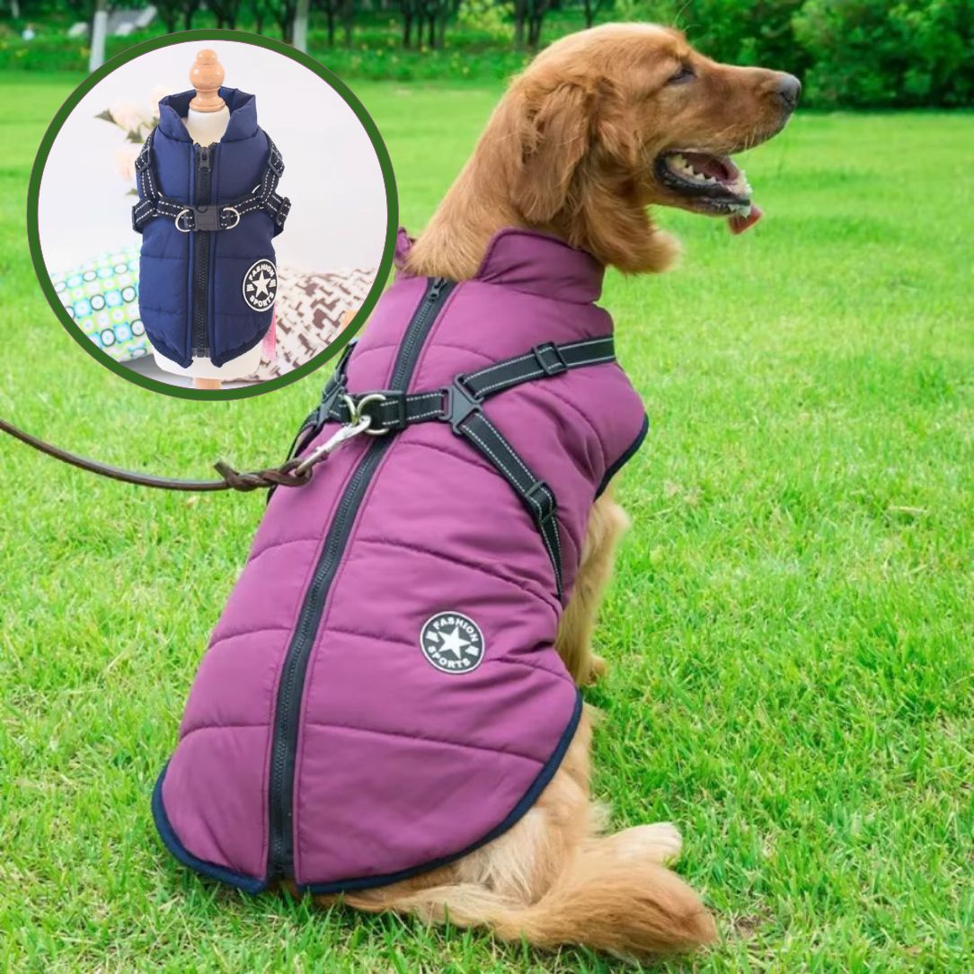 Chien protégé du froid et de la pluie grâce à son manteau pour chien doublé polaire