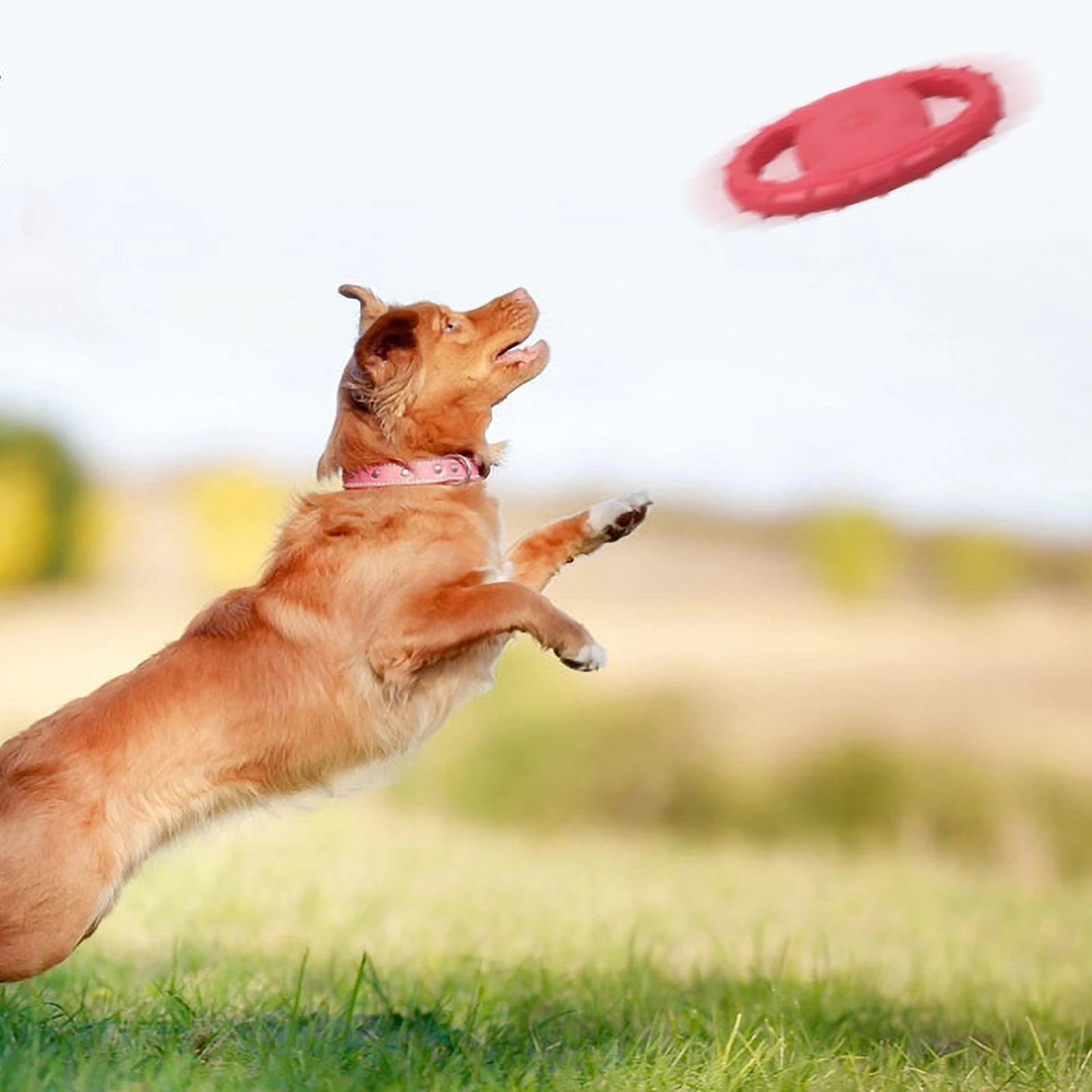 Chien qui bondit pour attraper son frisbee chien en vol