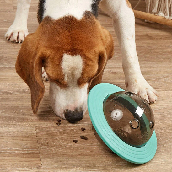 Chien ramassant les croquettes tombées du distributeur de croquettes chien