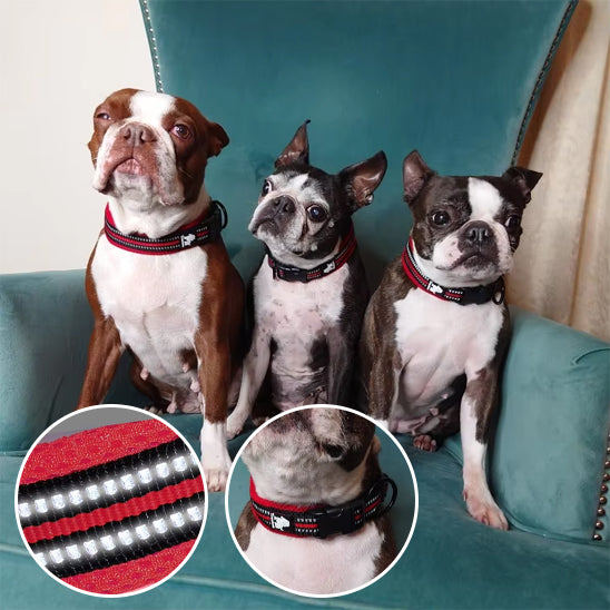 Collier chien au design élégant et style personnalisé