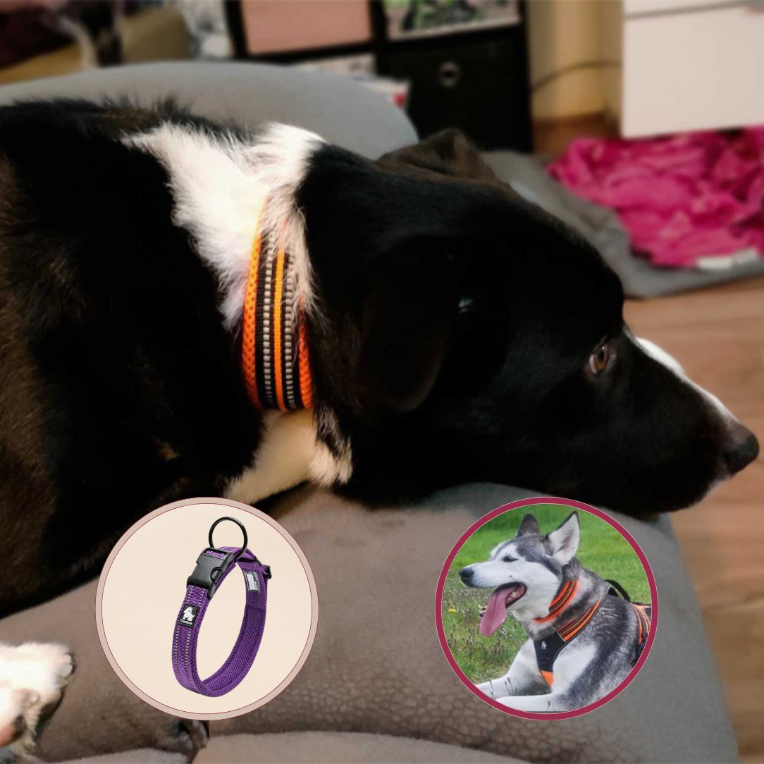 Collier chien avec coutures réfléchissantes pour sorties nocturnes