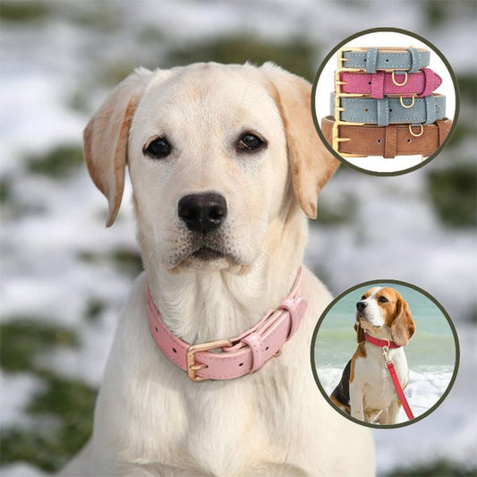 Collier chien avec double anneau pour laisse et médaille