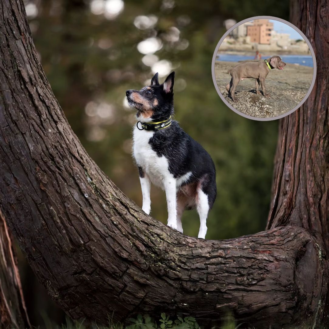 Collier chien confortable avec rembourrage anti irritation
