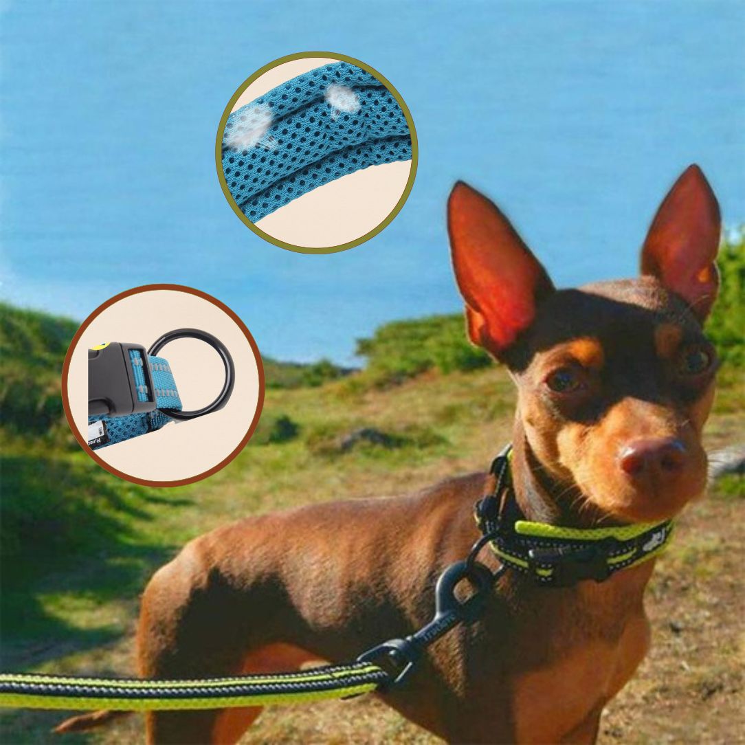 Collier chien en nylon avec boucle Duraflex solide