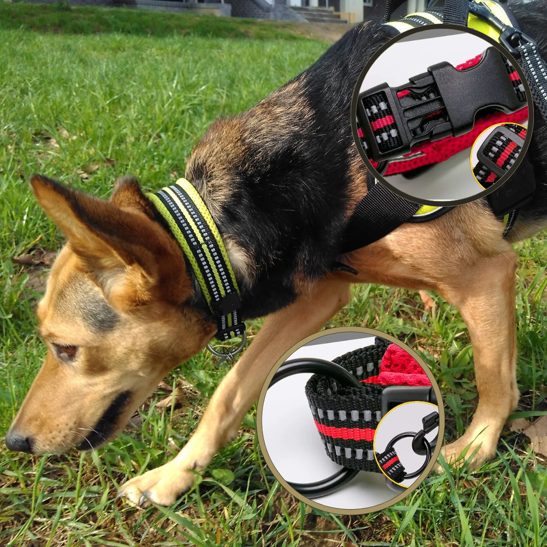 Collier chien robuste pour chiens énergiques et forts