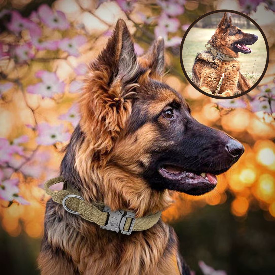 Collier chien tactique ajustable avec doublure respirante