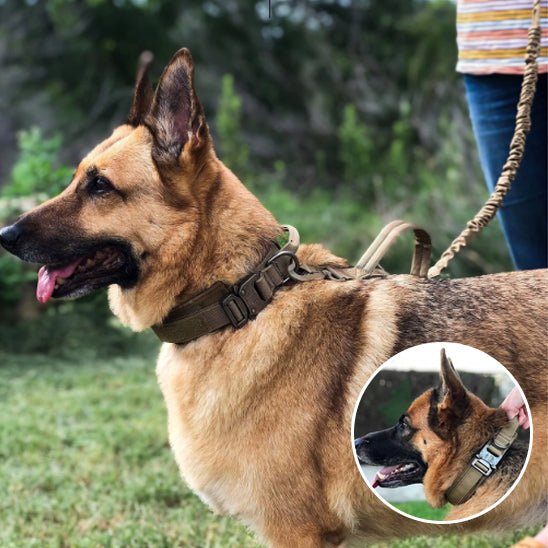 Collier chien tactique avec anneau en D et surface Velcro