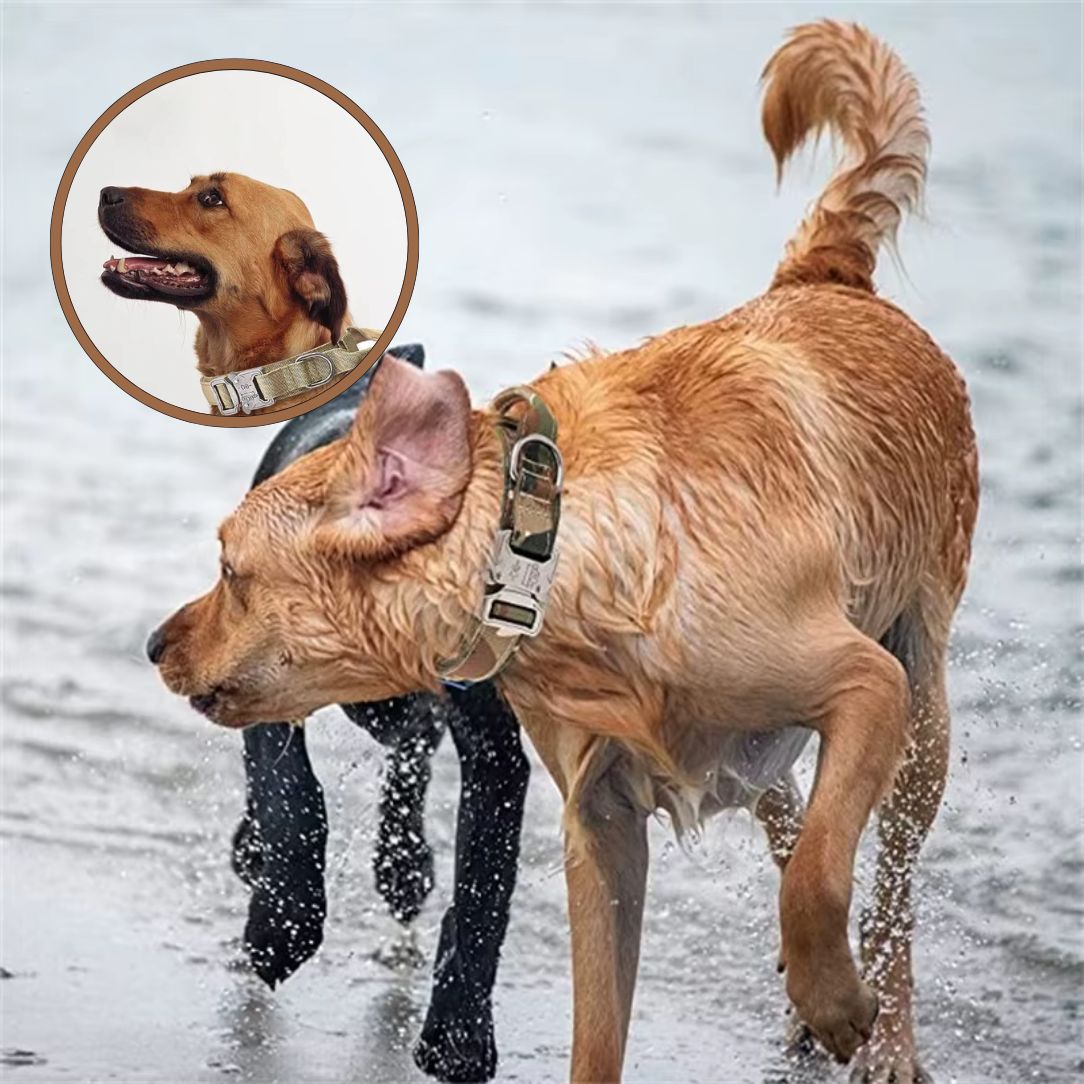 Collier chien tactique pour dressage promenades et randonnée