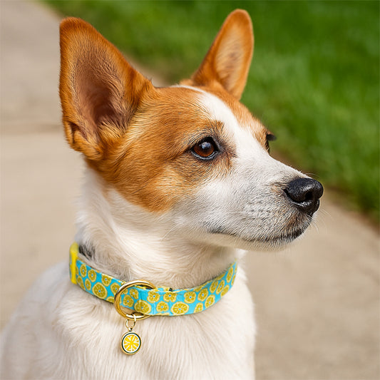 Chien porte fièrement son collier chien fruité citron avec médaillon