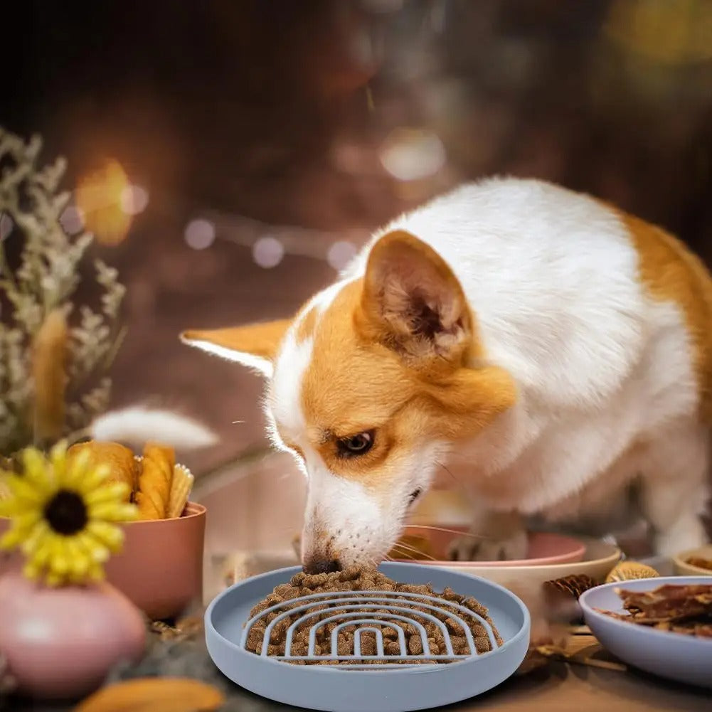 Corgi appréciant son repas grâce au tapis de lechage chien